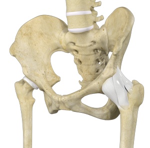 hip-ligaments